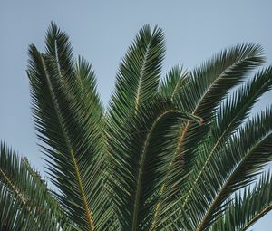 Preview wallpaper palm, branches, leaves, green, treetop