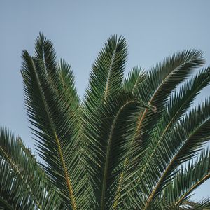 Preview wallpaper palm, branches, leaves, green, treetop