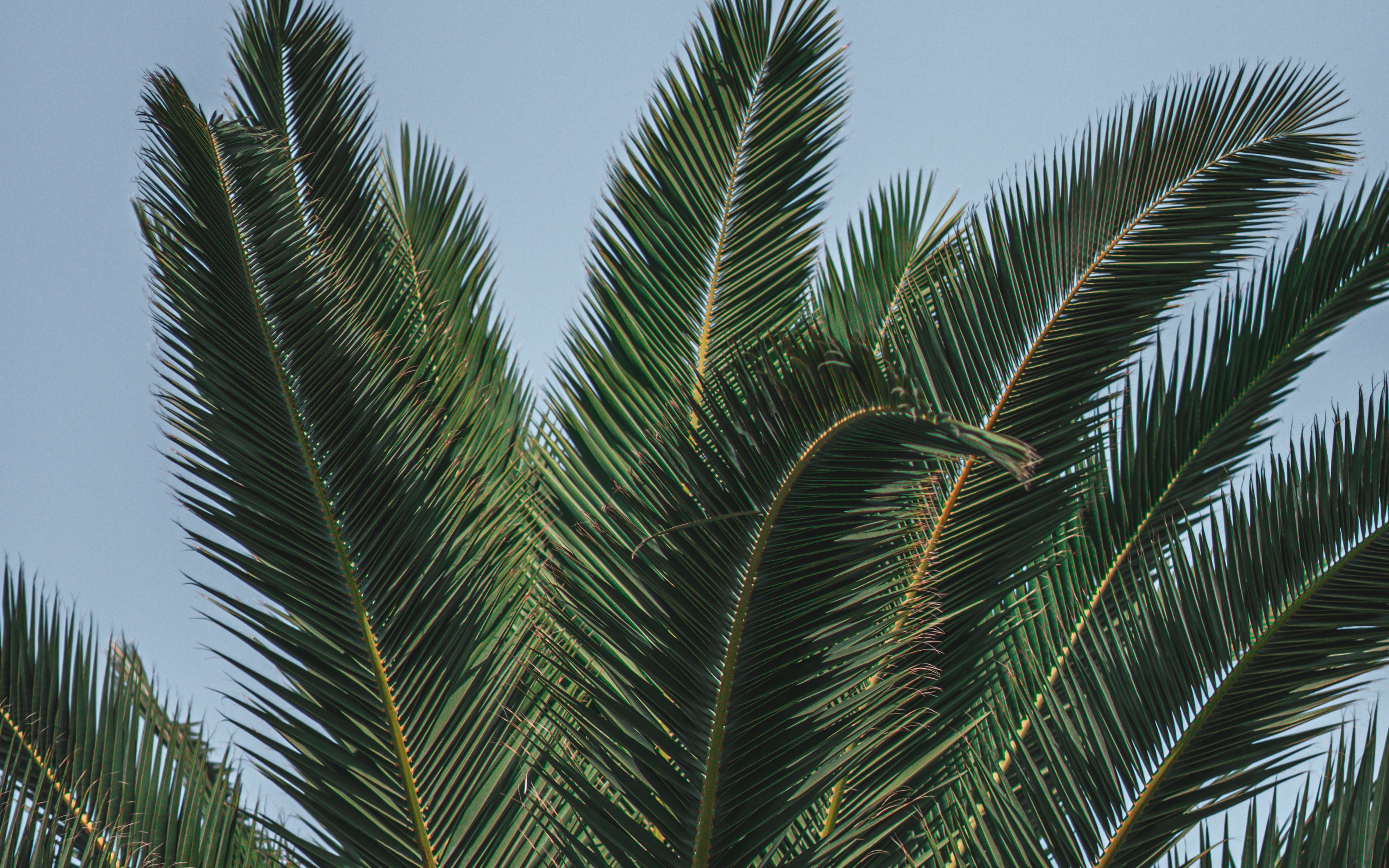 Download wallpaper 3840x2400 palm, branches, leaves, green, treetop 4k ...