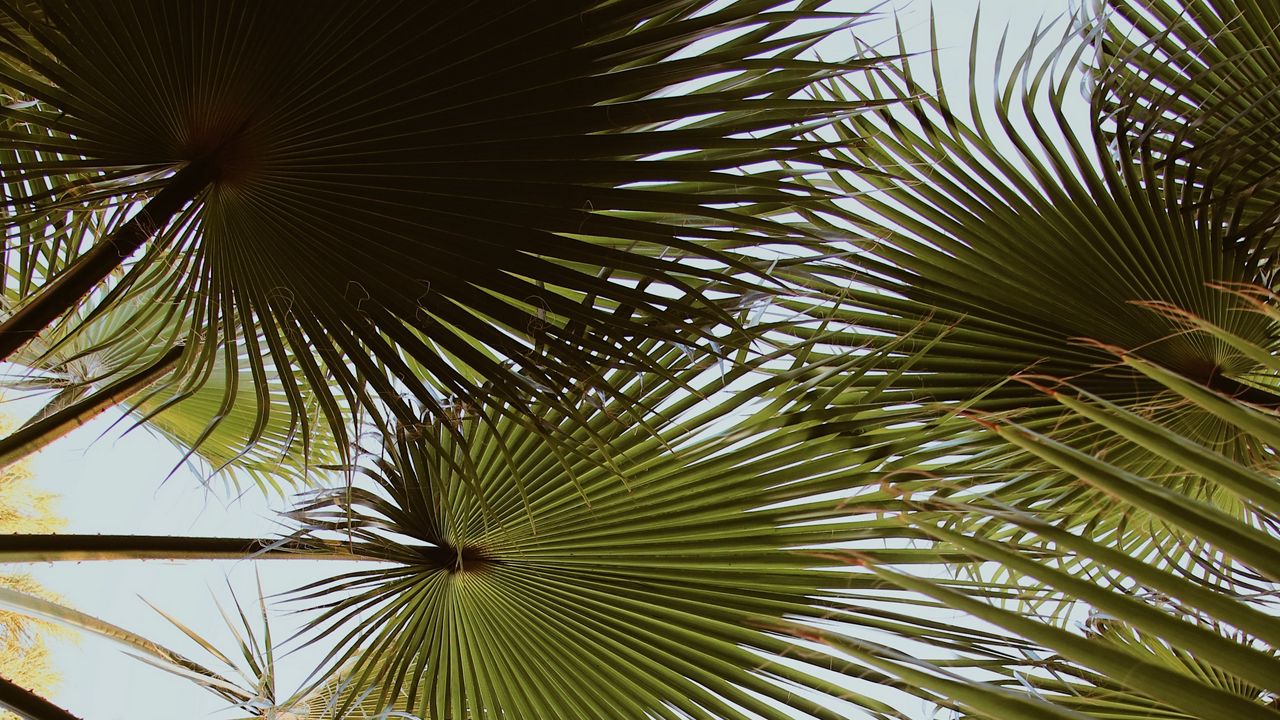Wallpaper palm, branches, leaves, green, plant