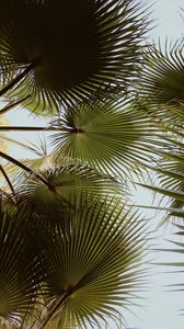 Preview wallpaper palm, branches, leaves, green, plant