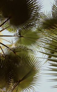 Preview wallpaper palm, branches, leaves, green, plant