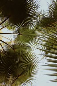 Preview wallpaper palm, branches, leaves, green, plant