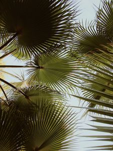 Preview wallpaper palm, branches, leaves, green, plant