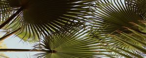 Preview wallpaper palm, branches, leaves, green, plant