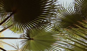 Preview wallpaper palm, branches, leaves, green, plant