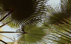 Preview wallpaper palm, branches, leaves, green, plant