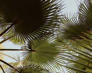 Preview wallpaper palm, branches, leaves, green, plant