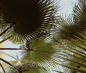 Preview wallpaper palm, branches, leaves, green, plant