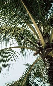 Preview wallpaper palm, branches, leaves, tree, tropical