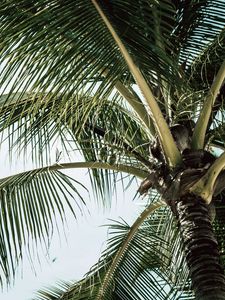 Preview wallpaper palm, branches, leaves, tree, tropical