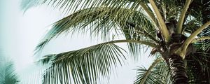 Preview wallpaper palm, branches, leaves, tree, tropical