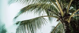 Preview wallpaper palm, branches, leaves, tree, tropical