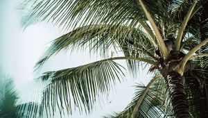 Preview wallpaper palm, branches, leaves, tree, tropical