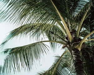 Preview wallpaper palm, branches, leaves, tree, tropical