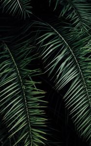 Preview wallpaper palm, branches, leaves, green