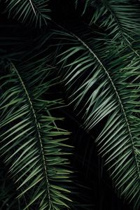 Preview wallpaper palm, branches, leaves, green