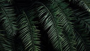 Preview wallpaper palm, branches, leaves, green