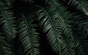Preview wallpaper palm, branches, leaves, green
