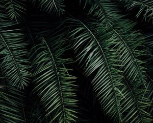 Preview wallpaper palm, branches, leaves, green