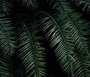 Preview wallpaper palm, branches, leaves, green