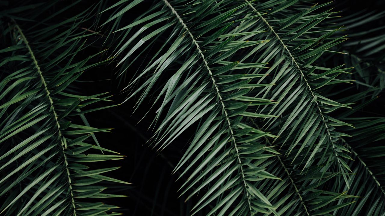 Wallpaper palm, branches, leaves, green, dark hd, picture, image