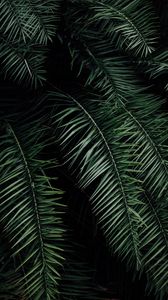 Preview wallpaper palm, branches, leaves, green, dark