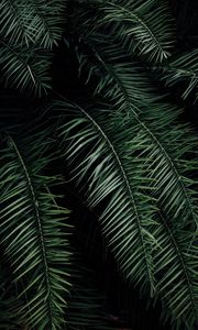 Preview wallpaper palm, branches, leaves, green, dark