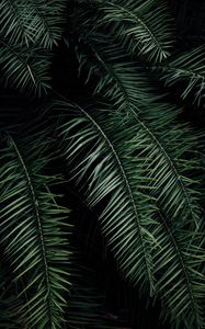 Preview wallpaper palm, branches, leaves, green, dark