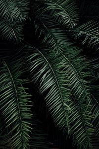 Preview wallpaper palm, branches, leaves, green, dark