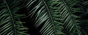 Preview wallpaper palm, branches, leaves, green, dark