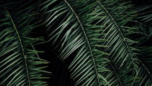 Preview wallpaper palm, branches, leaves, green, dark