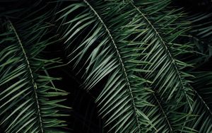 Preview wallpaper palm, branches, leaves, green, dark