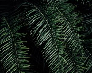 Preview wallpaper palm, branches, leaves, green, dark