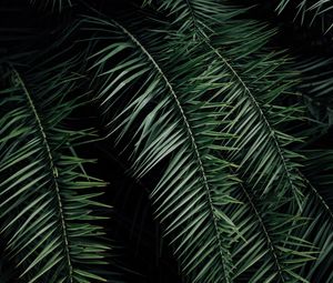 Preview wallpaper palm, branches, leaves, green, dark