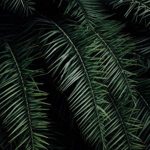 Preview wallpaper palm, branches, leaves, green, dark