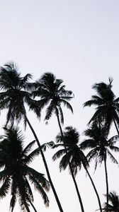 Preview wallpaper palm, branches, leaves, sky