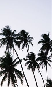 Preview wallpaper palm, branches, leaves, sky