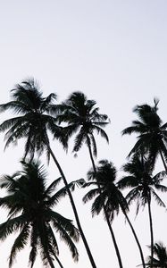 Preview wallpaper palm, branches, leaves, sky