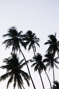 Preview wallpaper palm, branches, leaves, sky