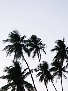 Preview wallpaper palm, branches, leaves, sky