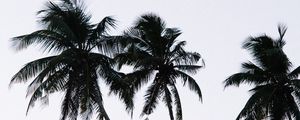 Preview wallpaper palm, branches, leaves, sky