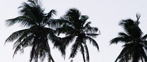 Preview wallpaper palm, branches, leaves, sky