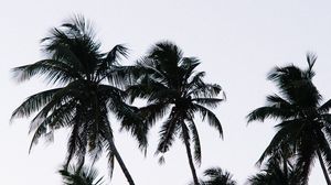 Preview wallpaper palm, branches, leaves, sky