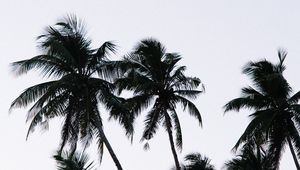 Preview wallpaper palm, branches, leaves, sky