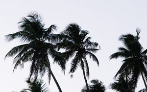 Preview wallpaper palm, branches, leaves, sky