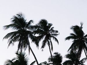 Preview wallpaper palm, branches, leaves, sky