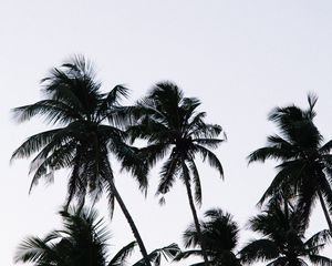 Preview wallpaper palm, branches, leaves, sky