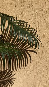 Preview wallpaper palm, branches, leaves, wall, beige