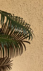 Preview wallpaper palm, branches, leaves, wall, beige